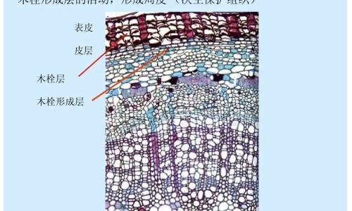 益脉康胶囊的功效和作用和药的成份是什么-益脉康胶囊的功效网 | 益脉康胶囊的功效与副作用,益脉康胶囊的功效与副作用