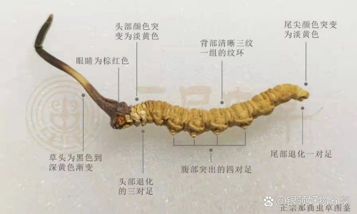 益脉康胶囊的功效网 | 益脉康胶囊的功效与副作用,益脉康胶囊的功效与副作用